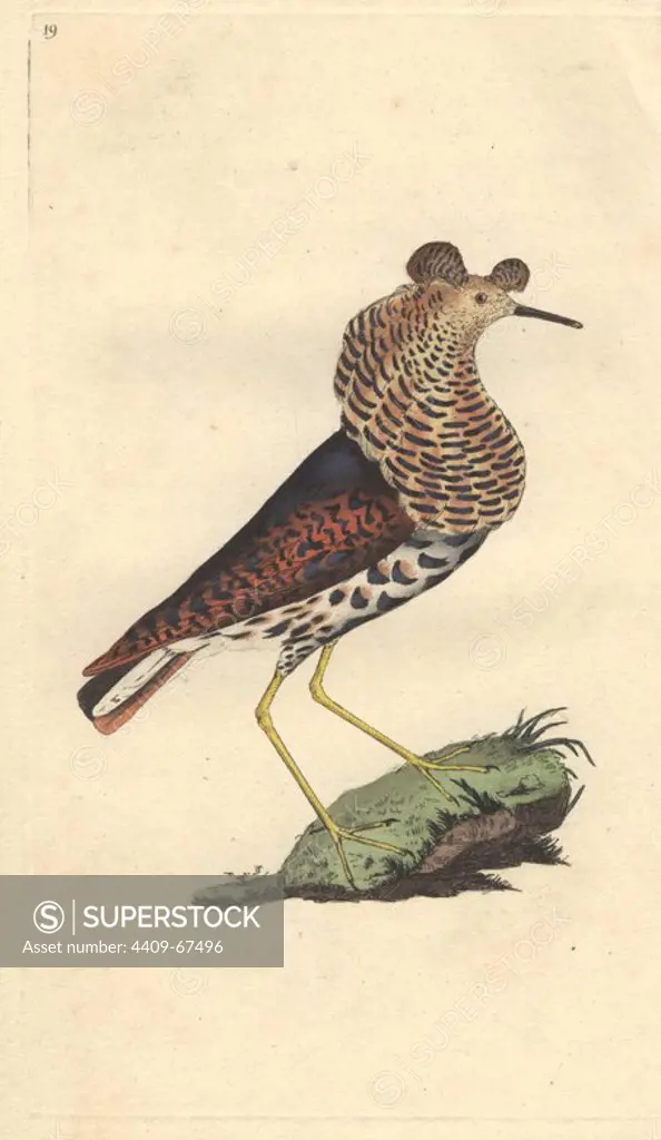 Ruff, with distinctive neck ruff of brown and black spots. Female (reeve) has no ruff.. Philomachus pugnax (Tringa pugnax). Edward Donovan (1768-1837) was an Anglo-Irish amateur zoologist, writer, artist and engraver. He wrote and illustrated a series of volumes on birds, fish, shells and insects, opened his own museum of natural history in London, but later he fell on hard times and died penniless.. Handcolored copperplate engraving from Edward Donovan's "The Natural History of British Birds" (1794-1819).