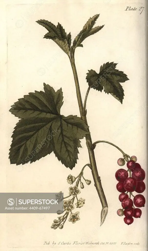 Redcurrant, Ribes rubrum. Handcoloured copperplate engraving of a botanical illustration by Sydenham Edwards for William Curtis's "Lectures on Botany, as delivered in the Botanic Garden at Lambeth," 1805. Edwards (1768-1819) was the artist of thousands of botanical plates for Curtis' "Botanical Magazine" and his own "Botanical Register.".