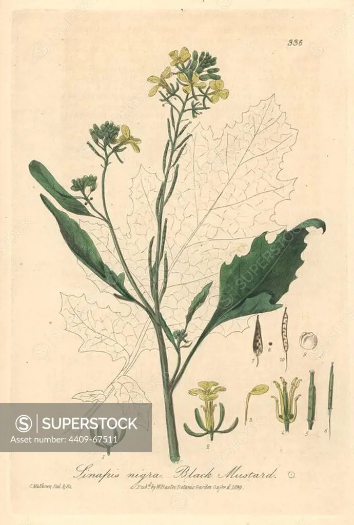 Black mustard, Sinapis nigra. Handcoloured copperplate engraved by Charles Mathews from a drawing by Charles Mathews from William Baxter's "British Phaenogamous Botany," Oxford, 1839. Scotsman William Baxter (1788-1871) was the curator of the Oxford Botanic Garden from 1813 to 1854.
