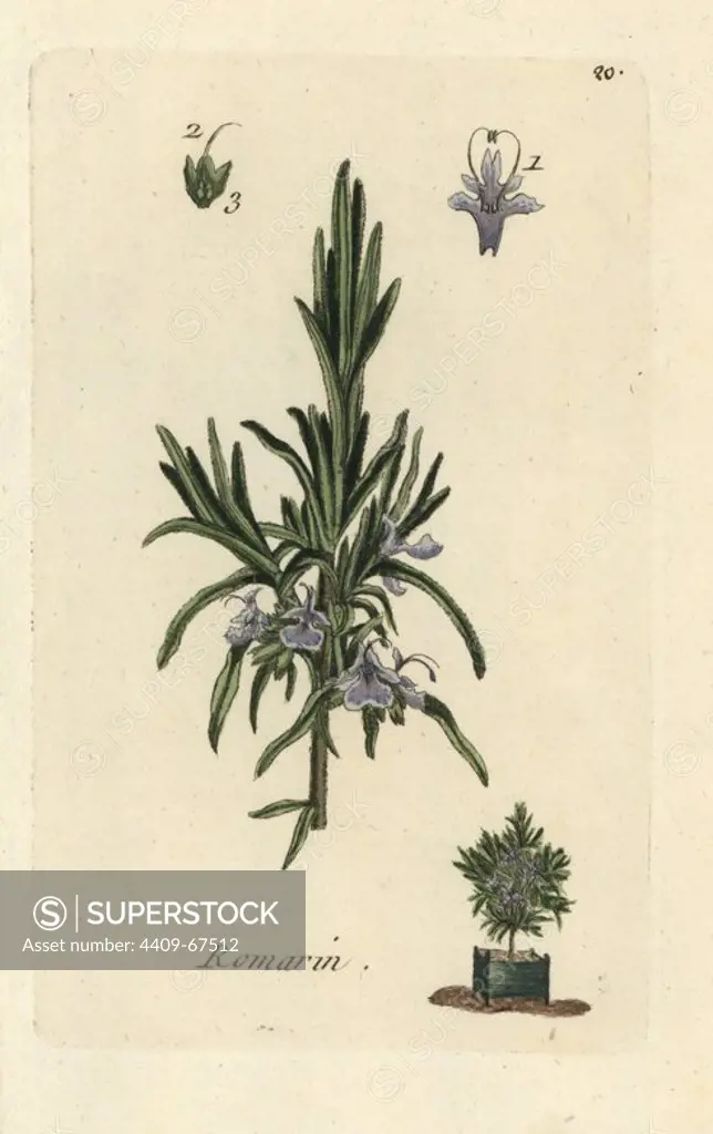 Rosemary, Rosmarinus officinalis. Handcoloured botanical drawn and engraved by Pierre Bulliard from his own "Flora Parisiensis," 1776, Paris, P.F. Didot. Pierre Bulliard (1752-1793 was a famous French botanist who pioneered the three-colour-plate printing technique. His introduction to the flowers of Paris included 640 plants.