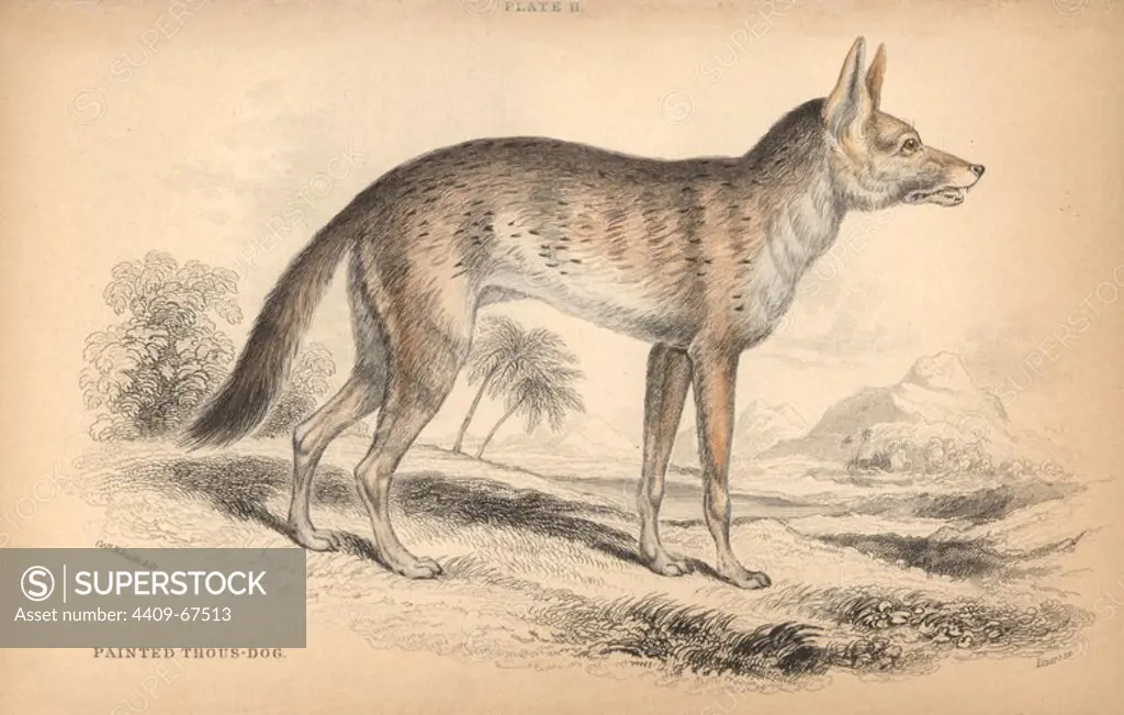 Variegated jackal, Canis aureus soudanicus. Handcoloured engraving on steel by William Lizars from a drawing by Colonel Charles Hamilton Smith from Sir William Jardine's "Naturalist's Library: Dogs" published by W. H. Lizars, Edinburgh, 1839.