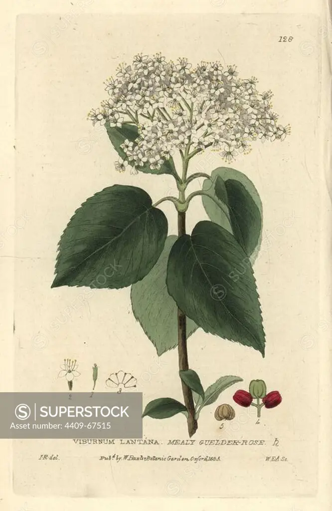 Mealy guelder rose, Viburnum lantana. Handcoloured copperplate engraving by WE Albutt of a drawing by Isaac Russell from William Baxter's "British Phaenogamous Botany" 1835. Scotsman William Baxter (1788-1871) was the curator of the Oxford Botanic Garden from 1813 to 1854.