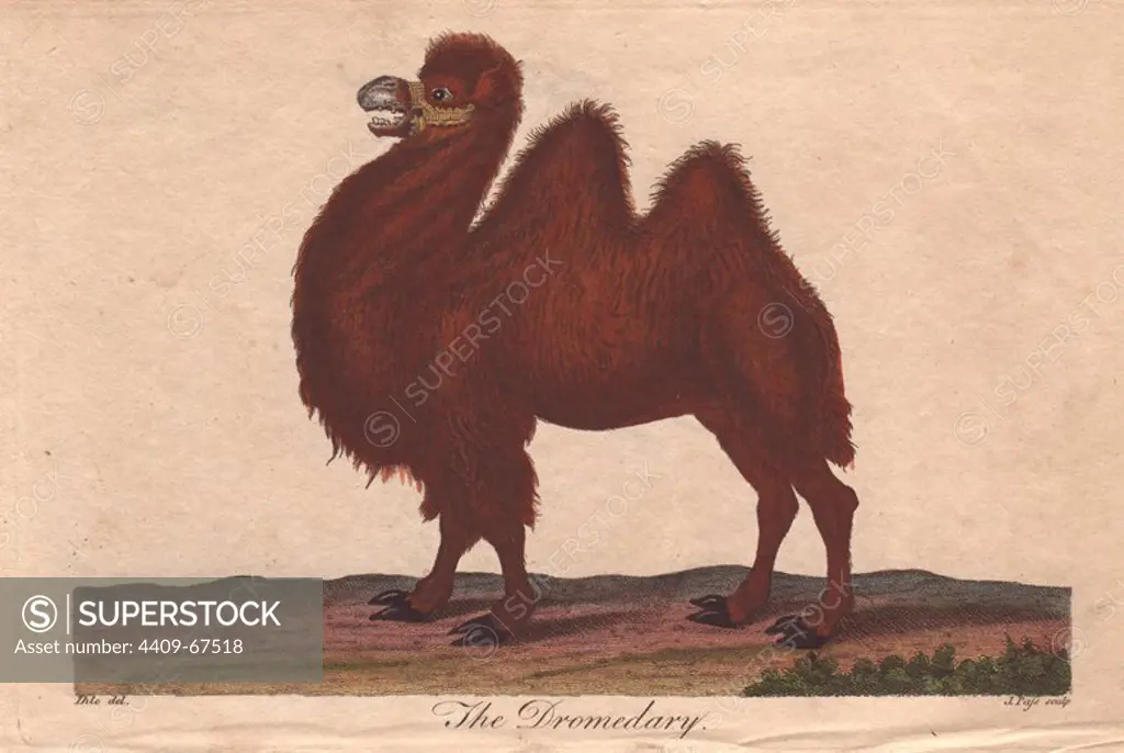 Dromedary camel . Camelus dromedarius . Hand-colored copperplate engraving from a drawing by Johann Ihle from Ebenezer Sibly's "Universal System of Natural History" 1794. The prolific Sibly published his Universal System of Natural History in 1794~1796 in five volumes covering the three natural worlds of fauna, flora and geology. The series included illustrations of mythical beasts such as the sukotyro and the mermaid, and depicted sloths sitting on the ground (instead of hanging from trees) and a domesticated female orang utan wearing a bandana. The engravings were by J. Pass, J. Chapman and Barlow copied from original drawings by famous natural history artists George Edwards, Albertus Seba, Maria Sybilla Merian, and Johann Ihle.