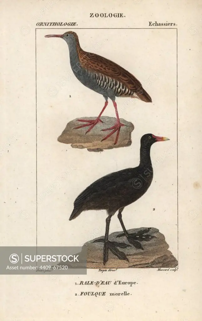 Water rail, Rallus aquaticus, and Eurasian coot, Fulica atra. Handcoloured copperplate stipple engraving from Dumont de Sainte-Croix's "Dictionary of Natural Science: Ornithology," Paris, France, 1816-1830. Illustration by J. G. Pretre, engraved by Massard, directed by Pierre Jean-Francois Turpin, and published by F.G. Levrault. Jean Gabriel Pretre (1780~1845) was painter of natural history at Empress Josephine's zoo and later became artist to the Museum of Natural History. Turpin (1775-1840) is considered one of the greatest French botanical illustrators of the 19th century.