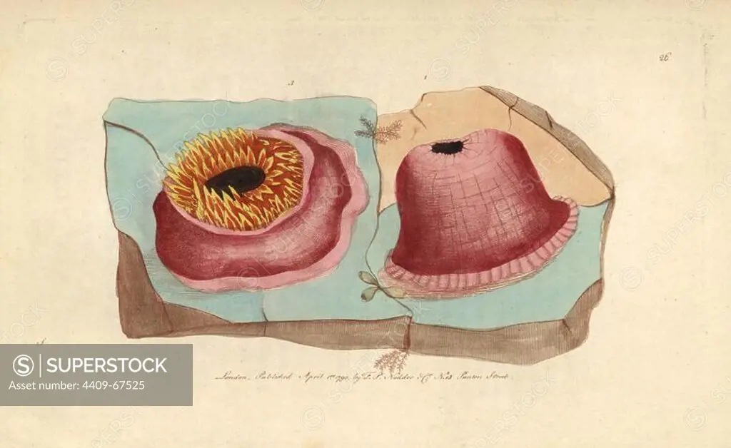 Sea anemone or anemone actinia. Actinia anemone. Scarlet sea anemone shown in contracted (1) and expanded state (3), "displaying a triple row of circular tentacula of an oblong form, with obtuse points, of a yellow color and varied with red.". Illustration signed S (George Shaw).. Handcolored copperplate engraving from George Shaw and Frederick Nodder's "The Naturalist's Miscellany" 1790.. Frederick Polydore Nodder (1751~1801) was a gifted natural history artist and engraver. Nodder honed his draftsmanship working on Captain Cook and Joseph Banks' Florilegium and engraving Sydney Parkinson's sketches of Australian plants. He was made "botanic painter to her majesty" Queen Charlotte in 1785. Nodder also drew the botanical studies in Thomas Martyn's Flora Rustica (1792) and 38 Plates (1799). Most of the 1,064 illustrations of animals, birds, insects, crustaceans, fishes, marine life and microscopic creatures for the Naturalist's Miscellany were drawn, engraved and published by Frederick