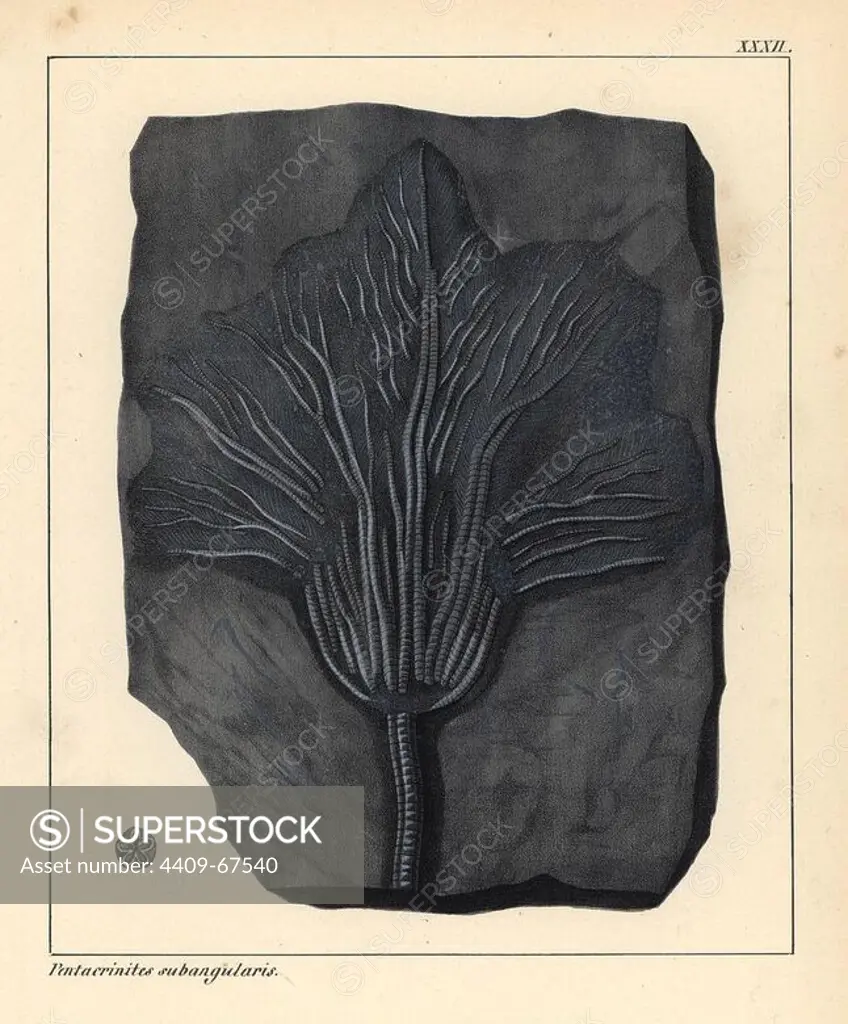 Fossil of Pentacrinites subangularis, extinct crinoid from the Jurassic period. Handcoloured lithograph by an unknown artist from Dr. F.A. Schmidt's "Petrefactenbuch," published in Stuttgart, Germany, 1855 by Verlag von Krais & Hoffmann. Dr. Schmidt's "Book of Petrification" introduced fossils and palaeontology to both the specialist and general reader.