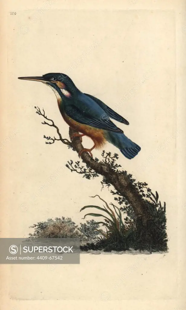Common kingfisher, Alcedo atthis. Handcoloured copperplate drawn and engraved by Edward Donovan from his own "Natural History of British Birds," London, 1794-1819. Edward Donovan (1768-1837) was an Anglo-Irish amateur zoologist, writer, artist and engraver. He wrote and illustrated a series of volumes on birds, fish, shells and insects, opened his own museum of natural history in London, but later he fell on hard times and died penniless.