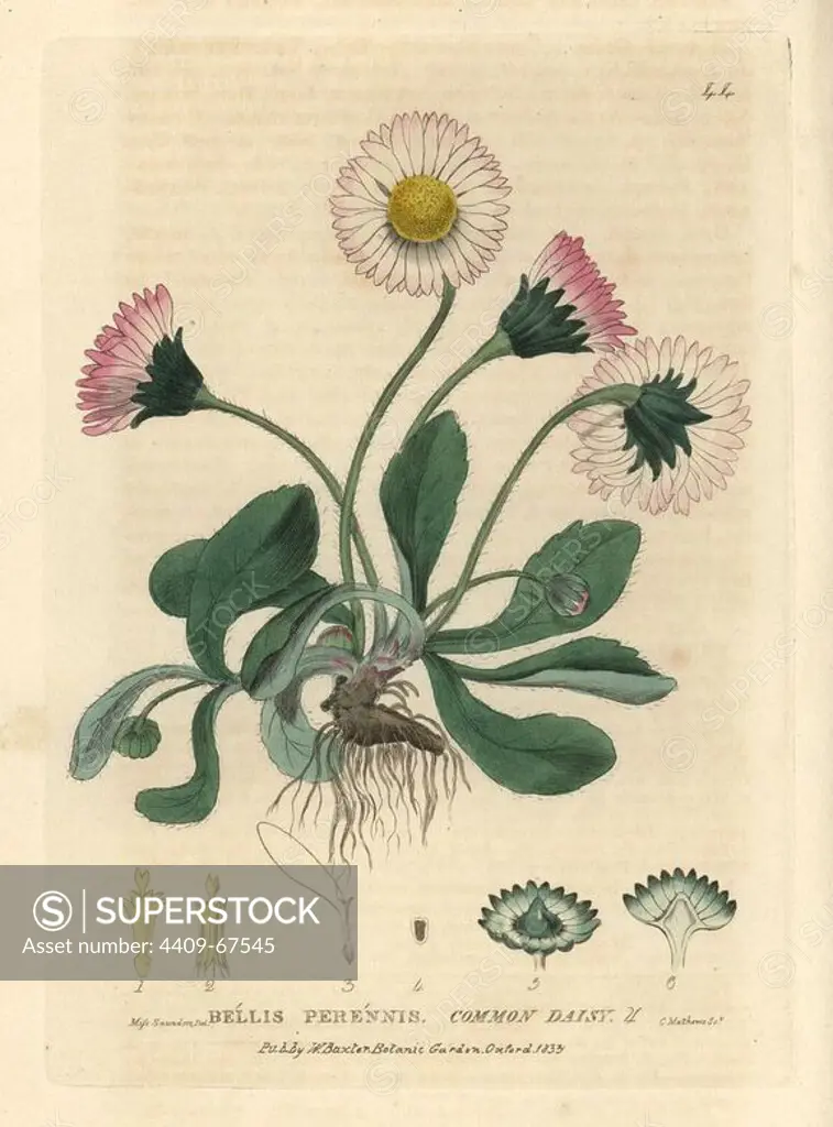 Daisy, Bellis perennis. Handcoloured copperplate engraving from a drawing by Miss Saunders from William Baxter's "British Phaenogamous Botany" 1834. Scotsman William Baxter (1788-1871) was the curator of the Oxford Botanic Garden from 1813 to 1854.