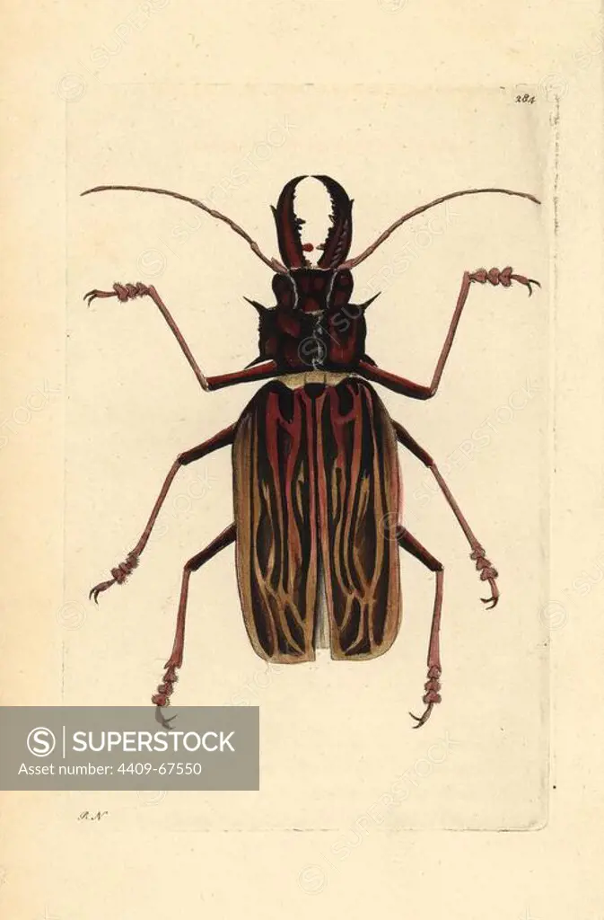 Long-horned beetle, Macrodontia cervicornis. Vulnerable. Illustration signed RN (Richard Nodder). Handcolored copperplate engraving from George Shaw and Frederick Nodder's "The Naturalist's Miscellany" 1796.. Frederick Polydore Nodder (1751~1801) was a gifted natural history artist and engraver. Nodder honed his draftsmanship working on Captain Cook and Joseph Banks' Florilegium and engraving Sydney Parkinson's sketches of Australian plants. He was made "botanic painter to her majesty" Queen Charlotte in 1785. Nodder also drew the botanical studies in Thomas Martyn's Flora Rustica (1792) and 38 Plates (1799). Most of the 1,064 illustrations of animals, birds, insects, crustaceans, fishes, marine life and microscopic creatures for the Naturalist's Miscellany were drawn, engraved and published by Frederick Nodder's family. Frederick himself drew and engraved many of the copperplates until his death. His wife Elizabeth is credited as publisher on the volumes after 1801. Their son Richard