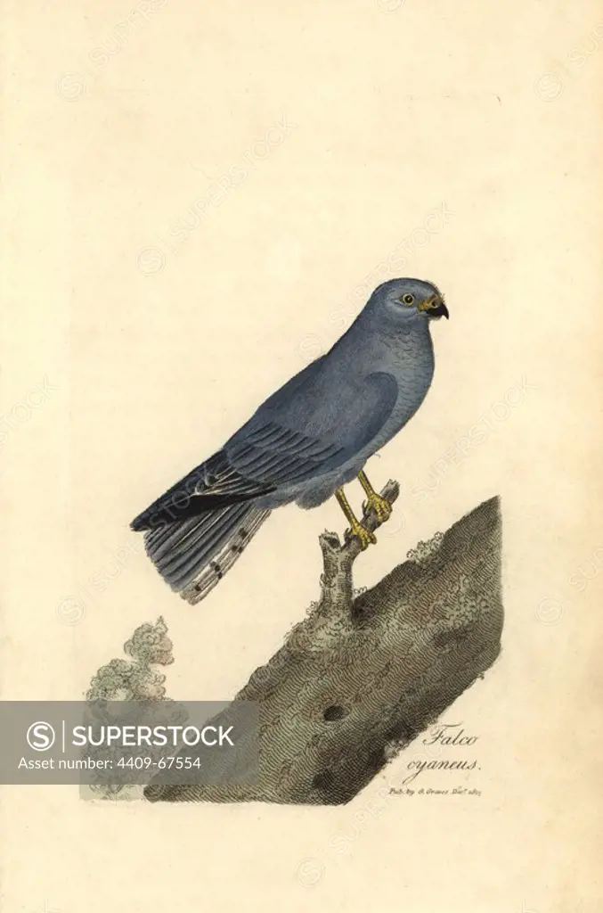 Northern harrier or blue hawk, Circus cyaneus. Handcoloured copperplate drawn and engraved by George Graves from his own "British Ornithology," Walworth, 1815. Graves was a bookseller, publisher, artist, engraver and colorist and worked on botanical and ornithological books.