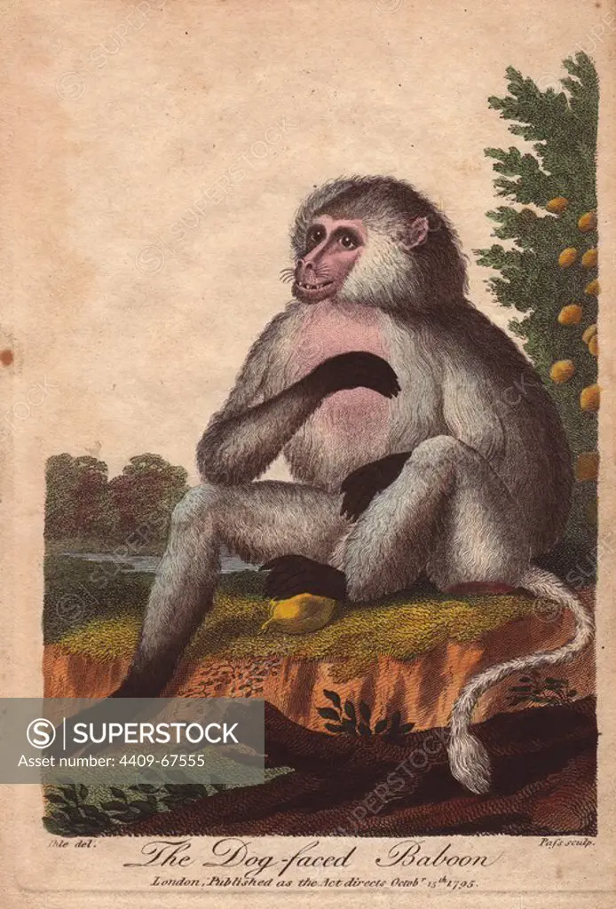Dog-faced baboon. Papio hamadryas, Papio doguera, Cynocephalus. Hand-colored copperplate engraving from a drawing by Johann Ihle from Ebenezer Sibly's "Universal System of Natural History" 1794. The prolific Sibly published his Universal System of Natural History in 1794~1796 in five volumes covering the three natural worlds of fauna, flora and geology. The series included illustrations of mythical beasts such as the sukotyro and the mermaid, and depicted sloths sitting on the ground (instead of hanging from trees) and a domesticated female orang utan wearing a bandana. The engravings were by J. Pass, J. Chapman and Barlow copied from original drawings by famous natural history artists George Edwards, Albertus Seba, Maria Sybilla Merian, and Johann Ihle.