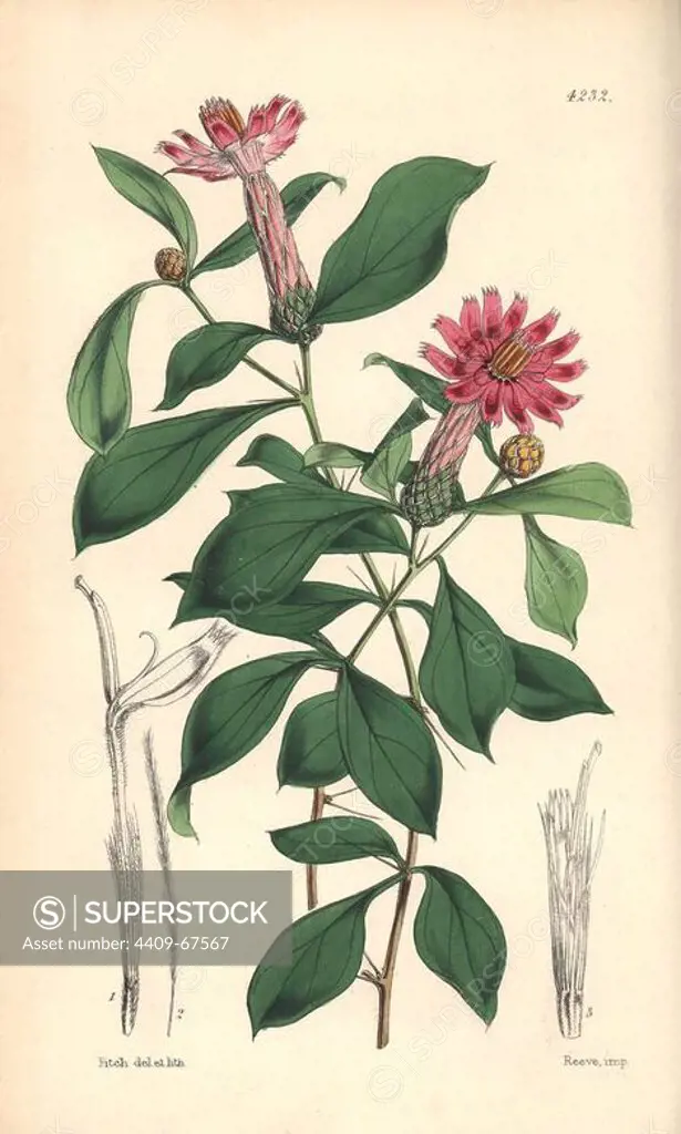 Rose-coloured barnadesia, Barnadesia rosea. Hand-coloured botanical illustration drawn and lithographed by Walter Hood Fitch for Sir William Jackson Hooker's "Curtis's Botanical Magazine," London, Reeve Brothers, 1846. Fitch (1817~1892) was a tireless Scottish artist who drew over 2,700 lithographs for the "Botanical Magazine" starting from 1834.