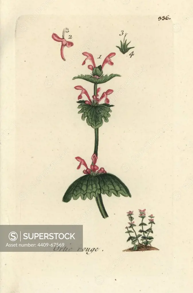 Henbit deadnettle, Lamium amplexicaule. Handcoloured botanical drawn and engraved by Pierre Bulliard from his own "Flora Parisiensis," 1776, Paris, P. F. Didot. Pierre Bulliard (1752-1793) was a famous French botanist who pioneered the three-colour-plate printing technique. His introduction to the flowers of Paris included 640 plants.