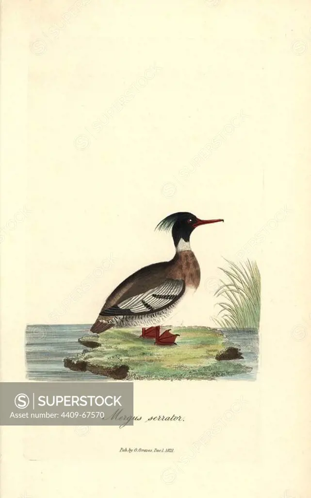 Red-breasted merganser, Mergus serrator. Handcoloured copperplate drawn and engraved by George Graves from his own "British Ornithology," Walworth, 1821. Graves was a bookseller, publisher, artist, engraver and colorist and worked on botanical and ornithological books.