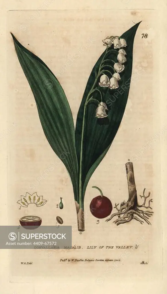 Lily of the valley, Convallaria majalis. Handcoloured copperplate engraving from a drawing by W.A. Delamotte from William Baxter's "British Phaenogamous Botany" 1834. Scotsman William Baxter (1788-1871) was the curator of the Oxford Botanic Garden from 1813 to 1854.