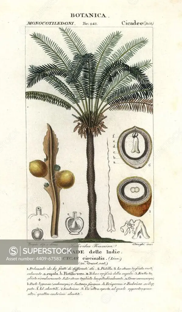 Queen sago, Cycas circinalis. Handcoloured copperplate stipple engraving from Antoine Jussieu's "Dictionary of Natural Science," Florence, Italy, 1837. Illustration by J. G. Pretre, engraved by Corsi, directed by Pierre Jean-Francois Turpin, and published by Batelli e Figli. Jean Gabriel Pretre (1780~1845) was painter of natural history at Empress Josephine's zoo and later became artist to the Museum of Natural History. Turpin (1775-1840) is considered one of the greatest French botanical illustrators of the 19th century.