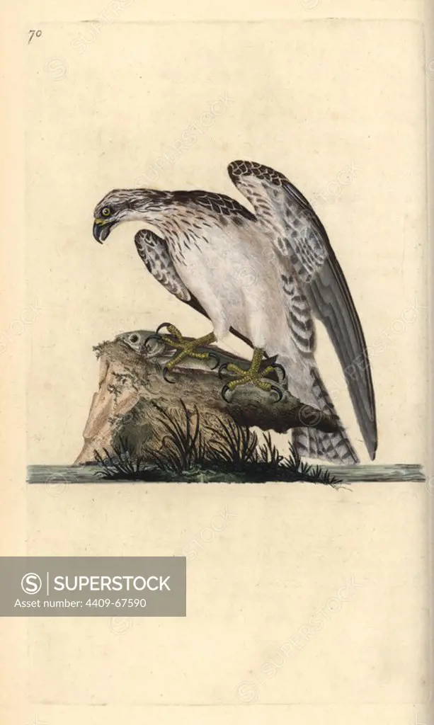 Osprey, Pandion haliaetus, standing on a caught fish. Handcoloured copperplate drawn and engraved by Edward Donovan from his own "Natural History of British Birds," London, 1794-1819. Edward Donovan (1768-1837) was an Anglo-Irish amateur zoologist, writer, artist and engraver. He wrote and illustrated a series of volumes on birds, fish, shells and insects, opened his own museum of natural history in London, but later he fell on hard times and died penniless.
