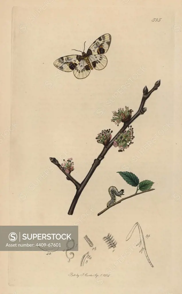 Abraxas ulmata, Abraxas sylvata, Yorkshire, Scarce Magpie or Clouded Magpie moth and caterpillar, with common elm tree, Ulmus campestris. Handcoloured copperplate drawn and engraved by John Curtis for his own "British Entomology, being Illustrations and Descriptions of the Genera of Insects found in Great Britain and Ireland," London, 1834. Curtis (17911862) was an entomologist, illustrator, engraver and publisher. "British Entomology" was published from 1824 to 1839, and comprised 770 illustrations of insects and the plants upon which they are found.