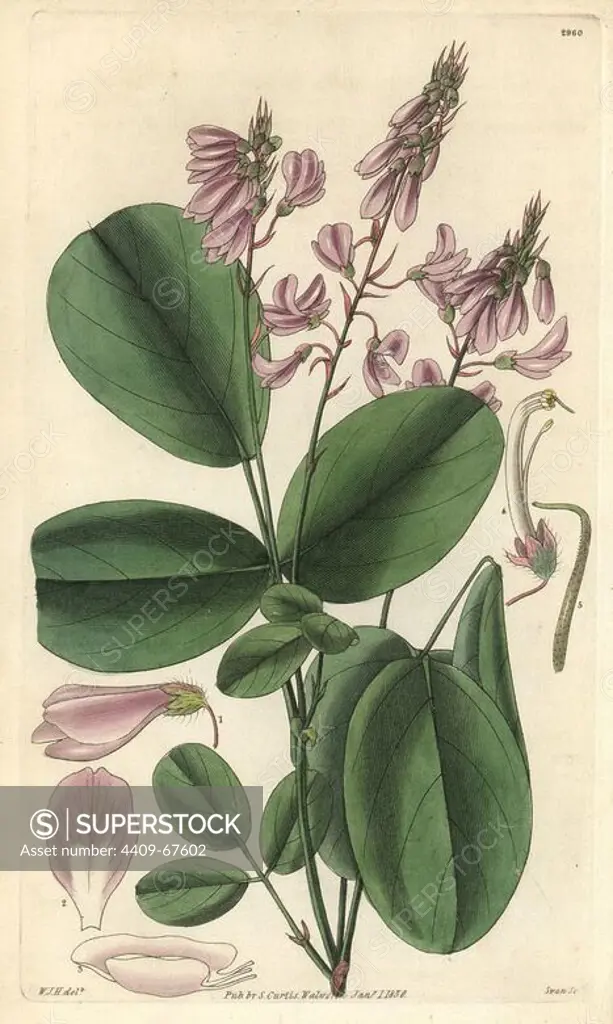 Doubtful desmodium, Desmodium dubium. Illustration drawn by William Jackson Hooker, engraved by Swan. Handcolored copperplate engraving from William Curtis's "The Botanical Magazine," Samuel Curtis, 1830. Hooker (1785-1865) was an English botanist, writer and artist. He was Regius Professor of Botany at Glasgow University, and editor of Curtis' "Botanical Magazine" from 1827 to 1865. In 1841, he was appointed director of the Royal Botanic Gardens at Kew, and was succeeded by his son Joseph Dalton. Hooker documented the fern and orchid crazes that shook England in the mid-19th century in books such as "Species Filicum" (1846) and "A Century of Orchidaceous Plants" (1849). A gifted botanical artist himself, he wrote and illustrated "Flora Exotica" (1823) and several volumes of the "Botanical Magazine" after 1827.