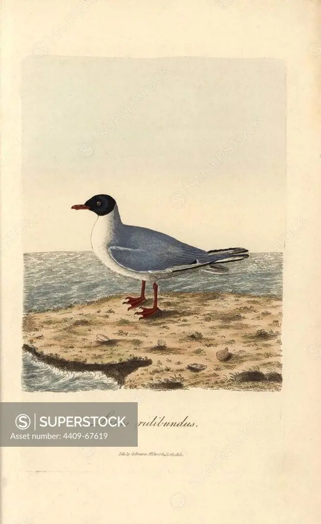 Common black-headed gull, Larus ridibundus. Handcoloured copperplate drawn by George Graves and engraved by Warner from Graves' "British Ornithology," Walworth, 1812. Graves was a bookseller, publisher, artist, engraver and colorist and worked on botanical and ornithological books.