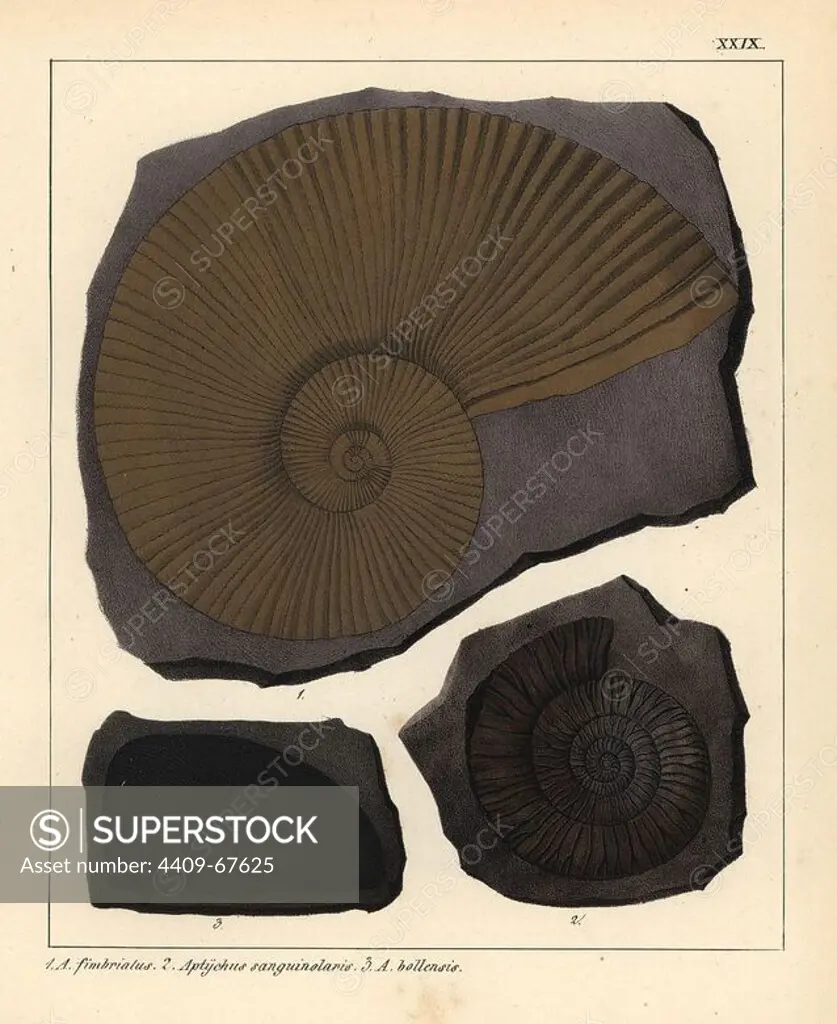 Extinct fossil gastropods: Ammonites fimbriatus, Aptychus sanguinolaris and A. bollensis. Handcoloured lithograph by an unknown artist from Dr. F.A. Schmidt's "Petrefactenbuch," published in Stuttgart, Germany, 1855 by Verlag von Krais & Hoffmann. Dr. Schmidt's "Book of Petrification" introduced fossils and palaeontology to both the specialist and general reader.