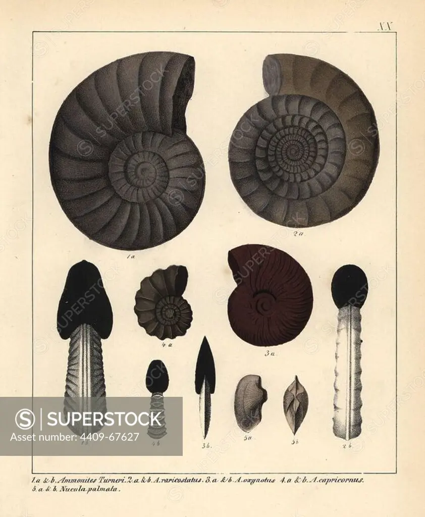 Fossils of extinct encephalopods: Ammonites Turneri, A. raricostatus, A. oxynotus, A. capricornus and Nucola palmata. Handcoloured lithograph by an unknown artist from Dr. F.A. Schmidt's "Petrefactenbuch," published in Stuttgart, Germany, 1855 by Verlag von Krais & Hoffmann. Dr. Schmidt's "Book of Petrification" introduced fossils and palaeontology to both the specialist and general reader.