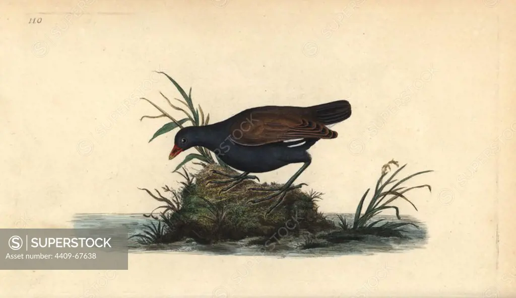Common moorhen, Gallinula chloropus. Handcoloured copperplate drawn and engraved by Edward Donovan from his own "Natural History of British Birds," London, 1794-1819. Edward Donovan (1768-1837) was an Anglo-Irish amateur zoologist, writer, artist and engraver. He wrote and illustrated a series of volumes on birds, fish, shells and insects, opened his own museum of natural history in London, but later he fell on hard times and died penniless.