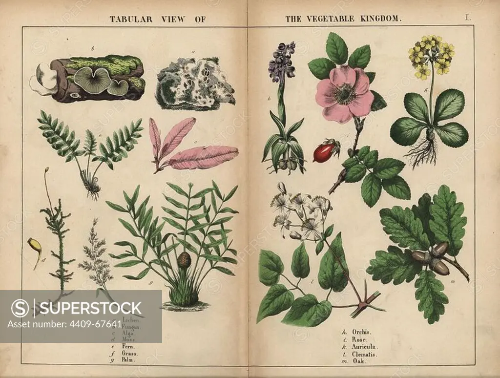 Lichen, fungus, alga, moss, fern, grass, palm, orchis, rose, auricula, clematis, and oak.. Chromolithograph from "The Instructive Picturebook, or Lessons from the Vegetable World," Charlotte Mary Yonge, Edinburgh, 1858.
