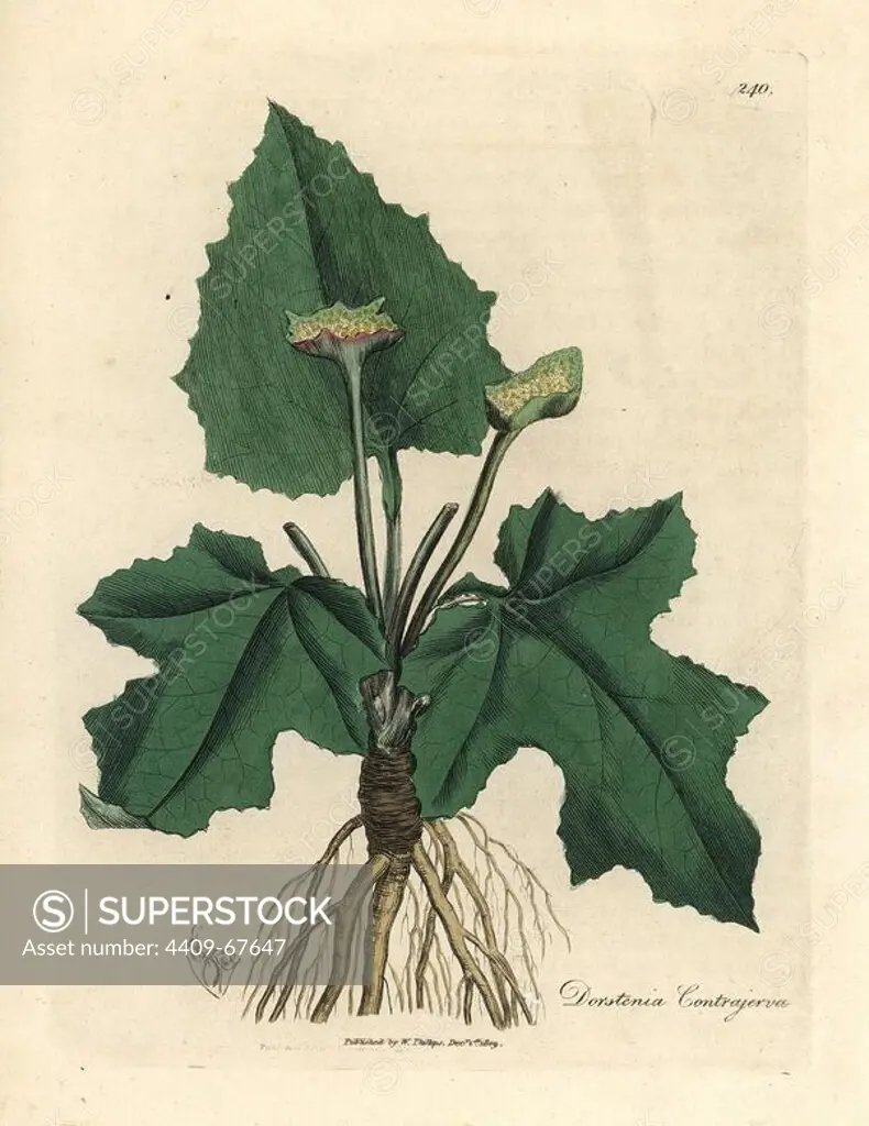 Roots, rhizome, leaves and flower of contrayerva, Dorstenia contrajerva. Handcolored copperplate engraving from a botanical illustration by James Sowerby from William Woodville and Sir William Jackson Hooker's "Medical Botany" 1832. The tireless Sowerby (1757-1822) drew over 2,500 plants for Smith's mammoth "English Botany" (1790-1814) and 440 mushrooms for "Coloured Figures of English Fungi " (1797) among many other works.