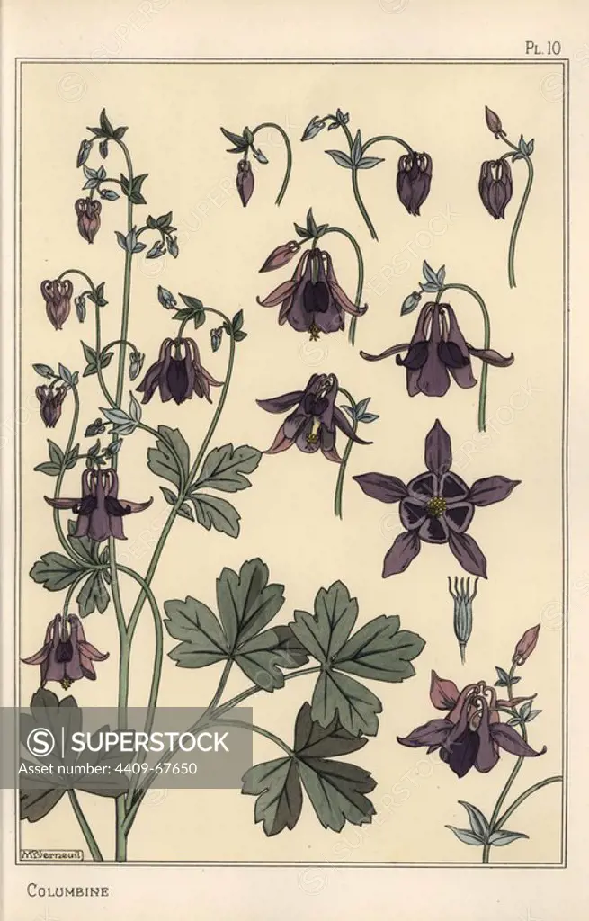Columbine, Aquilegia vulgaris, flower parts. Lithograph by Verneuil with pochoir (stencil) handcoloring from Eugene Grasset's Plants and their Application to Ornament, Paris, 1897. Grasset (1841-1917) was a Swiss artist whose innovative designs inspired the art nouveau movement at the end of the 19th century.