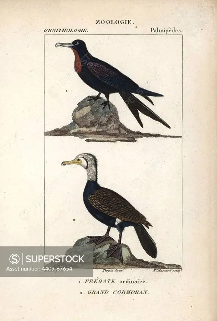 Ascension frigatebird, Fregata aquila (vulnerable), and great cormorant, Phalacrocorax carbo. Handcoloured copperplate stipple engraving from Dumont de Sainte-Croix's "Dictionary of Natural Science: Ornithology," Paris, France, 1816-1830. Illustration by J. G. Pretre, engraved by Madame Massard, directed by Pierre Jean-Francois Turpin, and published by F.G. Levrault. Jean Gabriel Pretre (1780~1845) was painter of natural history at Empress Josephine's zoo and later became artist to the Museum of Natural History. Turpin (1775-1840) is considered one of the greatest French botanical illustrators of the 19th century.