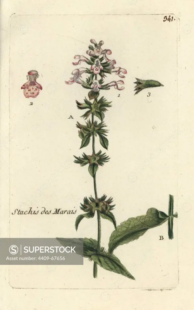 Marsh woundwort, Stachys palustris. Handcoloured botanical drawn and engraved by Pierre Bulliard from his own "Flora Parisiensis," 1776, Paris, P. F. Didot. Pierre Bulliard (1752-1793) was a famous French botanist who pioneered the three-colour-plate printing technique. His introduction to the flowers of Paris included 640 plants.