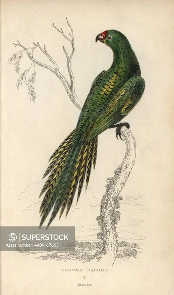 Ground parrot, Pezoporus wallicus (Psittacus formosus). Hand-coloured steel engraving by Joseph Kidd, (after John Audubon) from Sir Thomas Dick Lauder and Captain Thomas Brown's "Miscellany of Natural History: Parrots," Edinburgh, 1833. The Miscellany was intended to be a multi-volume series, but was brought to an abrupt halt after only the second volume on cats when John Audubon complained about the unauthorized use of his illustrations.