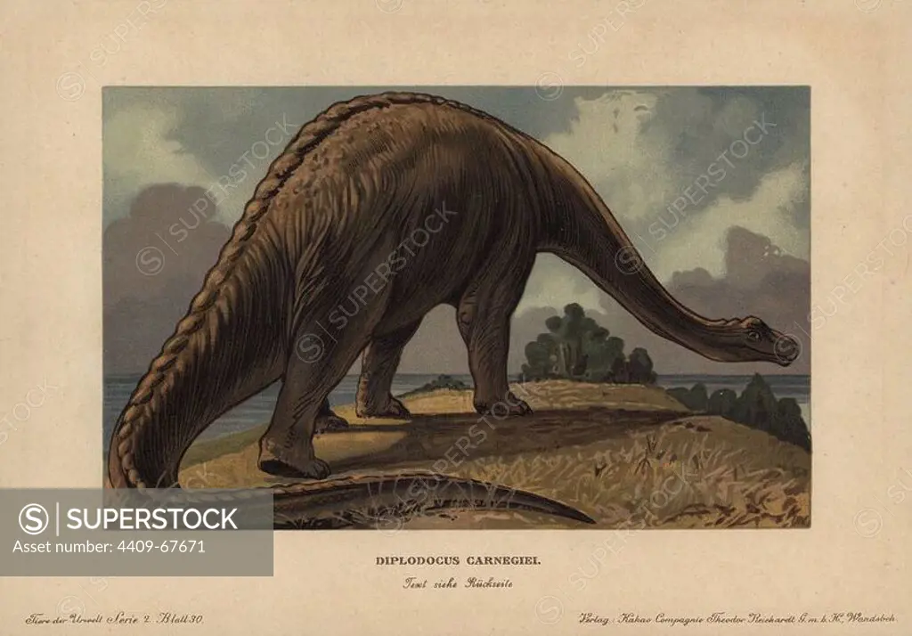 Diplodocus carnegii, extinct genus of diplodocid sauropod dinosaur from the Jurassic. Colour printed (chromolithograph) illustration by F. John from "Tiere der Urwelt" Animals of the Prehistoric World, 1910, Hamburg. From a series of prehistoric creature cards published by the Reichardt Cocoa company.