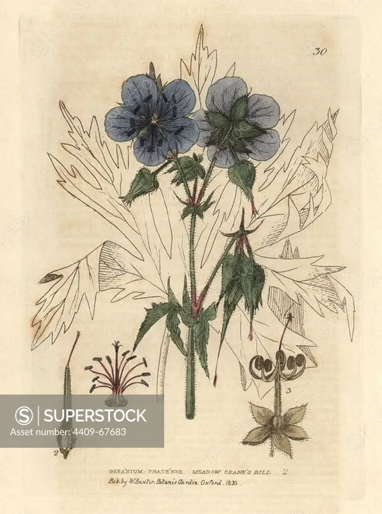 Meadow crane's bill or cranesbill, Geranium pratense. Handcoloured copperplate engraving from a drawing by Isaac Russell from William Baxter's "British Phaenogamous Botany" 1834. Scotsman William Baxter (1788-1871) was the curator of the Oxford Botanic Garden from 1813 to 1854.