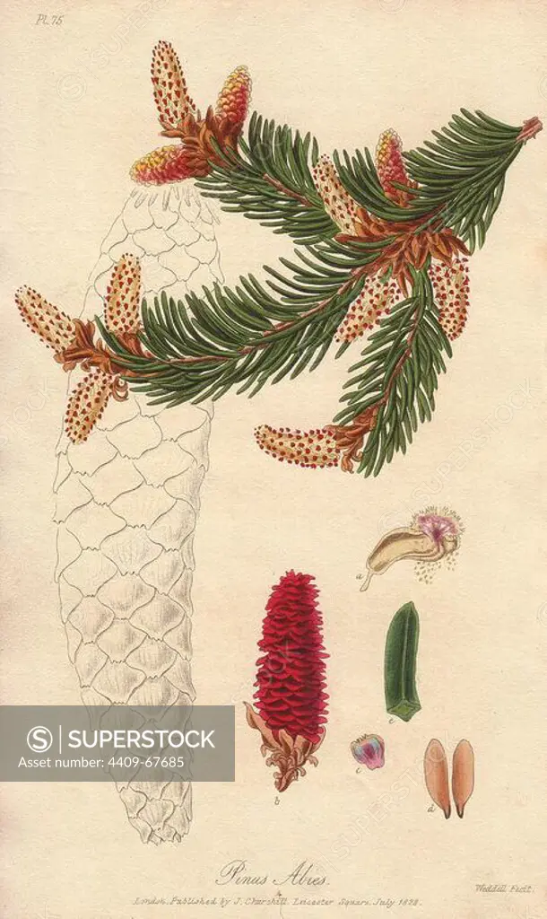 Norway spruce, Pinus abies. Handcoloured botanical illustration engraved on steel by Weddell from John Stephenson and James Morss Churchill's "Medical Botany: or Illustrations and descriptions of the medicinal plants of the London, Edinburgh, and Dublin pharmacopias," John Churchill, London, 1831. William Clark was former draughtsman to the London Horticultural Society and illustrated many botanical books in the 1820s and 1830s.