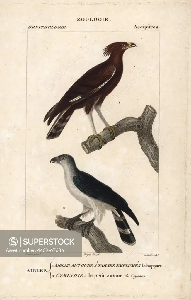 Long-crested eagle, Lophaetus occipitalis, and grey-bellied hawk or goshawk, Accipiter poliogaster (near threatened). Handcoloured copperplate stipple engraving from Dumont de Sainte-Croix's "Dictionary of Natural Science: Ornithology," Paris, France, 1816-1830. Illustration by J. G. Pretre, engraved by Coutant, directed by Pierre Jean-Francois Turpin, and published by F.G. Levrault. Jean Gabriel Pretre (1780~1845) was painter of natural history at Empress Josephine's zoo and later became artist to the Museum of Natural History. Turpin (1775-1840) is considered one of the greatest French botanical illustrators of the 19th century.