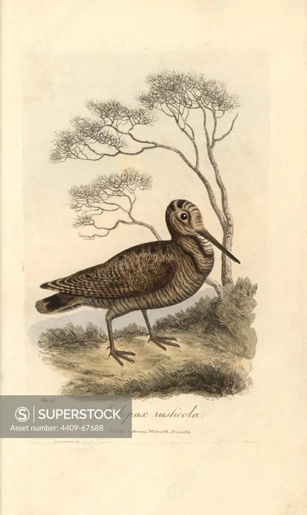 Woodcock, Scolopax rusticola. Handcoloured copperplate engraving by George Graves from "British Ornithology" 1811. Graves was a bookseller, publisher, artist, engraver and colorist and worked on botanical and ornithological books. Drawn by William Samuel Howitt, a sporting and natural history artist.