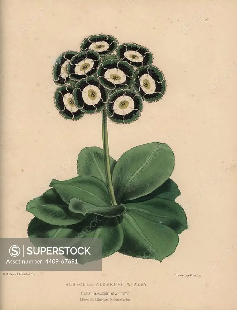 Auricula with green, black and white rosette flowers. Auricula Alderman Wisbey. Handcolored botanical drawn and lithographed by W.G. Smith from H.H. Dombrain's "Floral Magazine" 1872.. Worthington G. Smith (1835-1917), architect, engraver and mycologist. Smith also illustrated "The Gardener's Chronicle." Henry Honywood Dombrain (1818-1905), clergyman gardener, was editor of the "Floral Magazine" from 1862 to 1873.