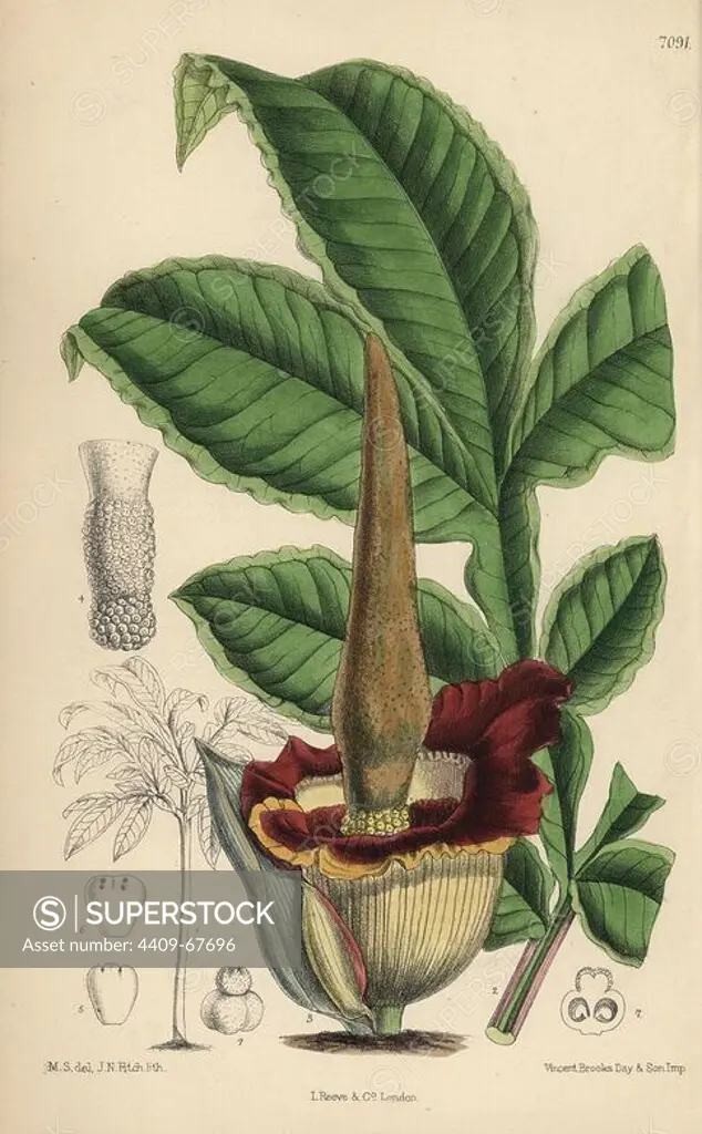 Amorphophallus eichleri, voodoo lily native of western tropical Africa. Hand-coloured botanical illustration drawn by Matilda Smith and lithographed by John Nugent Fitch from Joseph Dalton Hooker's "Curtis's Botanical Magazine," 1889, L. Reeve & Co. A second-cousin and pupil of Sir Joseph Dalton Hooker, Matilda Smith (1854-1926) was the main artist for the Botanical Magazine from 1887 until 1920 and contributed 2,300 illustrations.