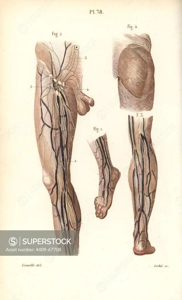 Lymphatic system in the leg and foot. Handcolored steel engraving by Corbie of a drawing by Leveille from Dr. Joseph Nicolas Masse's "Petit Atlas complet d'Anatomie descriptive du Corps Humain," Paris, 1864, published by Mequignon-Marvis. Masse's "Pocket Anatomy of the Human Body" was first published in 1848 and went through many editions.