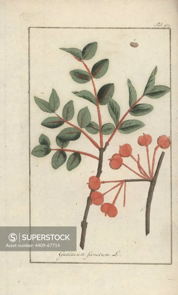 Holywood, Guaiacum sanctum. Endangered. Handcoloured copperplate botanical engraving from Johannes Zorn's "Afbeelding der Artseny-Gewassen," Jan Christiaan Sepp, Amsterdam, 1796. Zorn first published his illustrated medical botany in Nurnberg in 1780 with 500 plates, and a Dutch edition followed in 1796 published by J.C. Sepp with an additional 100 plates. Zorn (1739-1799) was a German pharmacist and botanist who collected medical plants from all over Europe for his "Icones plantarum medicinalium" for apothecaries and doctors.