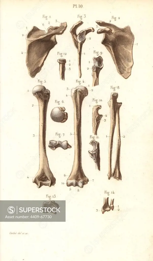 Shoulder blade and arm bones: scapula, humerus, cubitus, radius and ulna. Handcolored steel engraving by Corbie of a drawing by Corbie from Dr. Joseph Nicolas Masse's "Petit Atlas complet d'Anatomie descriptive du Corps Humain," Paris, 1864, published by Mequignon-Marvis. Masse's "Pocket Anatomy of the Human Body" was first published in 1848 and went through many editions.