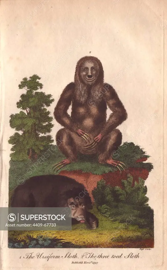 Ursiform sloth (Ursus labiatus) and Three-toed sloth (Bradypus torquatus). Hand-colored copperplate engraving from a drawing by Johann Ihle from Ebenezer Sibly's "Universal System of Natural History" 1794. The prolific Sibly published his Universal System of Natural History in 1794~1796 in five volumes covering the three natural worlds of fauna, flora and geology. The series included illustrations of mythical beasts such as the sukotyro and the mermaid, and depicted sloths sitting on the ground (instead of hanging from trees) and a domesticated female orang utan wearing a bandana. The engravings were by J. Pass, J. Chapman and Barlow copied from original drawings by famous natural history artists George Edwards, Albertus Seba, Maria Sybilla Merian, and Johann Ihle.