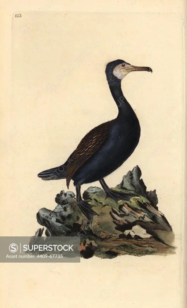 Great cormorant, Phalacrocorax carbo. Handcoloured copperplate drawn and engraved by Edward Donovan from his own "Natural History of British Birds" (1794-1819). Edward Donovan (1768-1837) was an Anglo-Irish amateur zoologist, writer, artist and engraver. He wrote and illustrated a series of volumes on birds, fish, shells and insects, opened his own museum of natural history in London, but later he fell on hard times and died penniless.