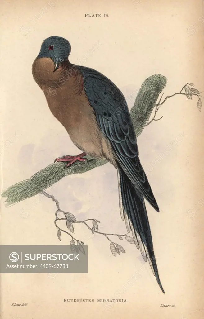 Passenger pigeon, Ectopistes migratorius, hunted to extinction in America by the early 20th century. Handcoloured steel engraving by William Lizars after an illustration by Edward Lear from Prideaux John Selby's volume "Pigeons" in Sir William Jardine's "Naturalist's Library: Ornithology," published by W.H. Lizars, Edinburgh, 1835. Artist Edward Lear (1812-1888), today most famous for his literary nonsense and limericks, was a skilled ornithological artist who published "Illustrations of the Family of Psittacidae or Parrots" in 1832.