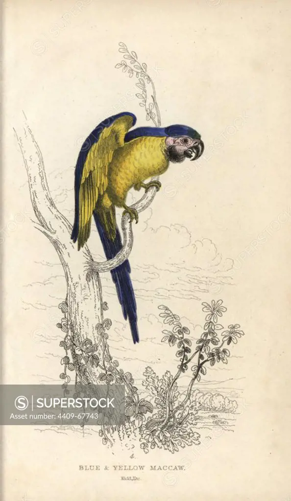 Blue and yellow macaw, Ara ararauna. Blue and yellow maccaw, Psittacus ararauna. Hand-coloured steel engraving by Joseph Kidd, (after John Audubon) from Sir Thomas Dick Lauder and Captain Thomas Brown's "Miscellany of Natural History: Parrots," Edinburgh, 1833. The Miscellany was intended to be a multi-volume series, but was brought to an abrupt halt after only the second volume on cats when John Audubon complained about the unauthorized use of his illustrations.