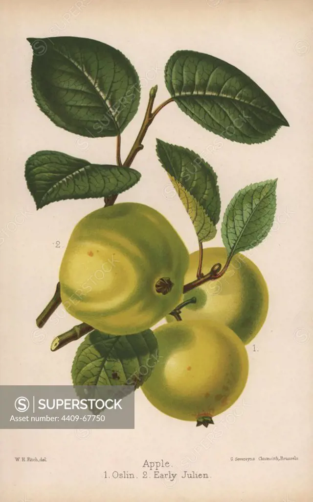 Apple varieties: Oslin and Early Julien, Malus domestica. Drawn by Walter Hood Fitch, chromolithographed by G. Severeyns, Brussels, Chromolithograph from "The Florist and Pomologist" Robert Hogg, London, published from 1878 to 1884. 251 hand-coloured and chromolithographic plates of fruit and flowers. Drawn by Walter Hood Fitch, Miss E. Regel, and J.L. Macfarlane, lithographed by G. Severeyns and Stroobant, Belgium.