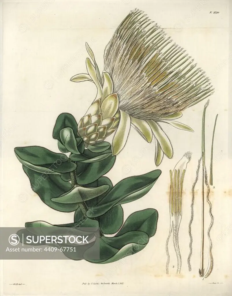 Protea longiflora. Long-flowered cream-coloured protea or sugarbush. Illustration by WJ Hooker, engraved by Swan. Handcolored copperplate engraving from William Curtis's "The Botanical Magazine" 1827.. William Jackson Hooker (1785-1865) was an English botanist, writer and artist. He was Regius Professor of Botany at Glasgow University, and editor of Curtis' "Botanical Magazine" from 1827 to 1865. In 1841, he was appointed director of the Royal Botanic Gardens at Kew, and was succeeded by his son Joseph Dalton. Hooker documented the fern and orchid crazes that shook England in the mid-19th century in books such as "Species Filicum" (1846) and "A Century of Orchidaceous Plants" (1849). A gifted botanical artist himself, he wrote and illustrated "Flora Exotica" (1823) and several volumes of the "Botanical Magazine" after 1827.