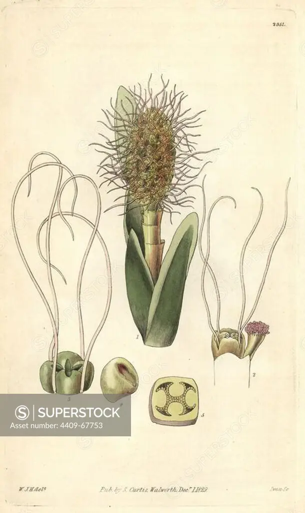 Broad-leaved ludovia, Ludovia latifolia or Asplundia latifolia. Illustration drawn by William Jackson Hooker, engraved by Swan. Handcolored copperplate engraving from William Curtis's "The Botanical Magazine," Samuel Curtis, 1829. Hooker (1785-1865) was an English botanist, writer and artist. He was Regius Professor of Botany at Glasgow University, and editor of Curtis' "Botanical Magazine" from 1827 to 1865. In 1841, he was appointed director of the Royal Botanic Gardens at Kew, and was succeeded by his son Joseph Dalton. Hooker documented the fern and orchid crazes that shook England in the mid-19th century in books such as "Species Filicum" (1846) and "A Century of Orchidaceous Plants" (1849). A gifted botanical artist himself, he wrote and illustrated "Flora Exotica" (1823) and several volumes of the "Botanical Magazine" after 1827.